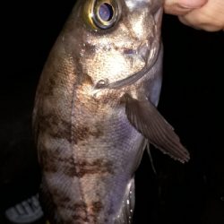 メバルの数釣り