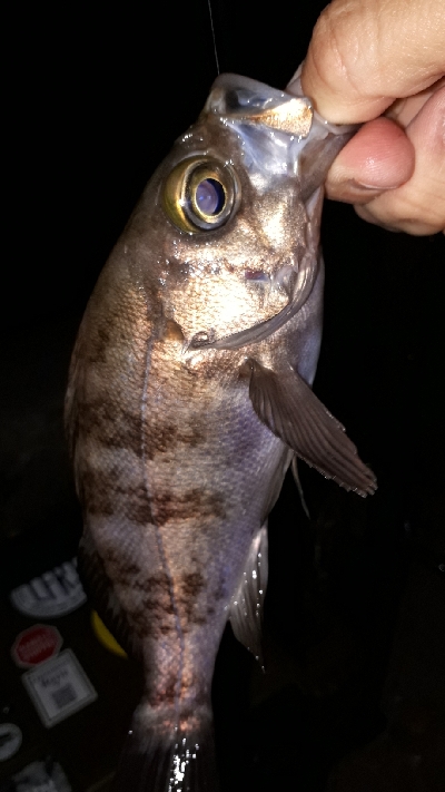 メバルの数釣り