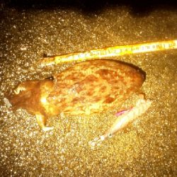 強濁りには音と光