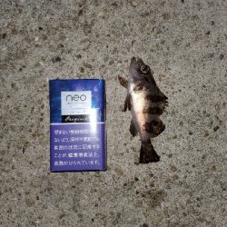 強風中潮メバリング&エギング