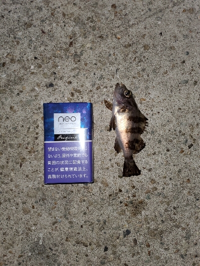 強風中潮メバリング&エギング