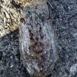 エギングしながらジグを投げてみました。