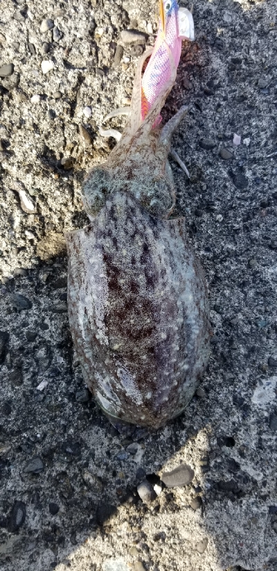 エギングしながらジグを投げてみました。