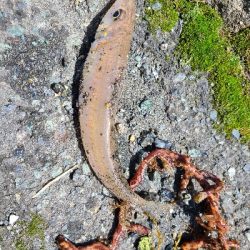 ファミリーフィッシング