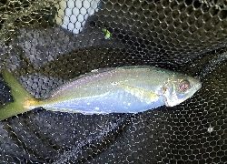 フロートアジング