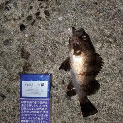 小潮メバリング