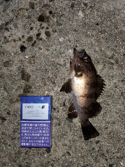 小潮メバリング