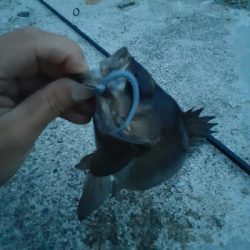 久々のメバル調査