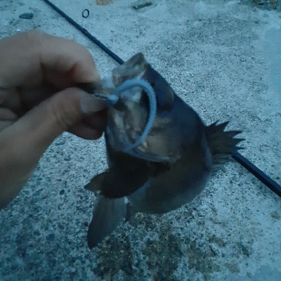 久々のメバル調査