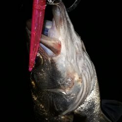 バチ抜けシーバス