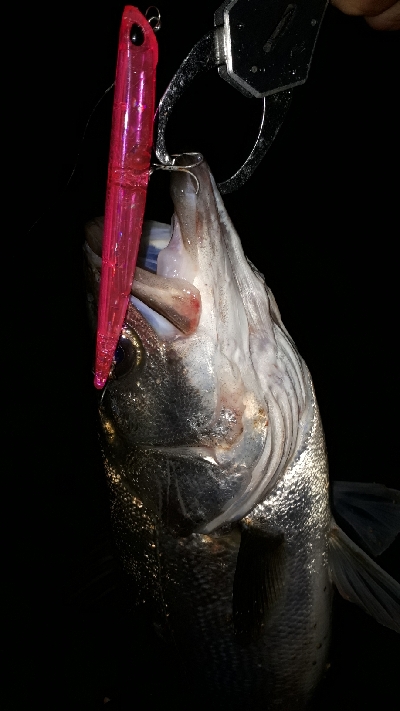 バチ抜けシーバス