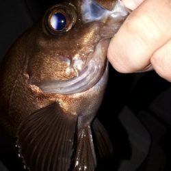 ボートライトフィッシング