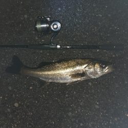 バチ抜け調査Vol.3