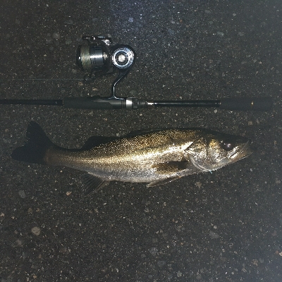 バチ抜け調査Vol.3