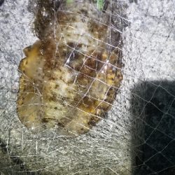 エギング大漁だ～