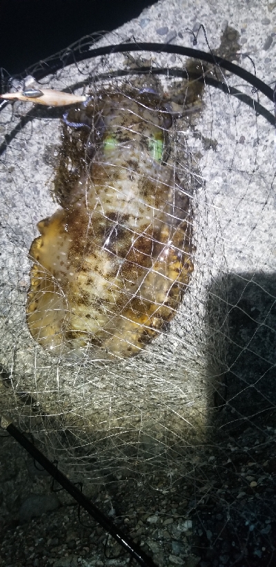 エギング大漁だ～