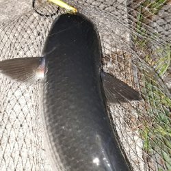 チーバスだらけ