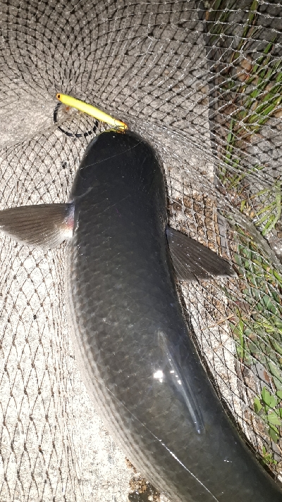 チーバスだらけ