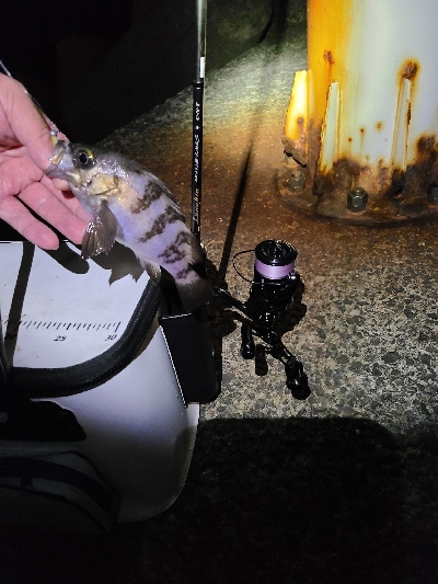 鯵探し兼メバリング