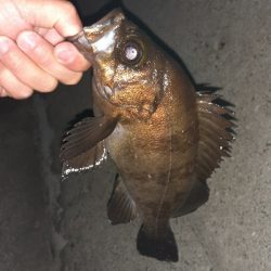 久々にメバリング