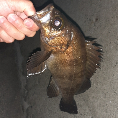 久々にメバリング