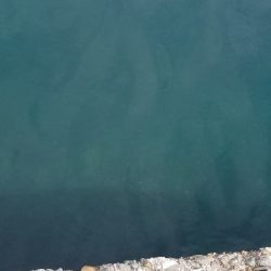 狙いが釣れずも嬉しい外道