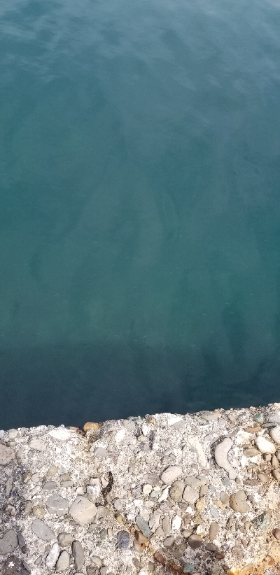 狙いが釣れずも嬉しい外道