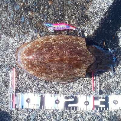 春を迎えられた