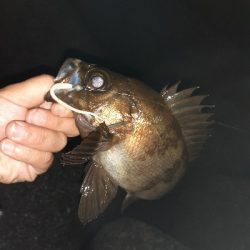 連日メバリング