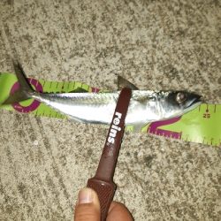 アジングシーズン到来？