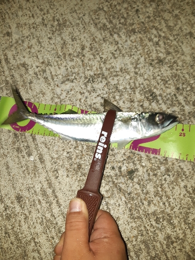 アジングシーズン到来？