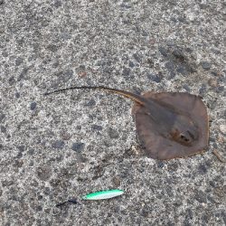 お昼の短時間釣行