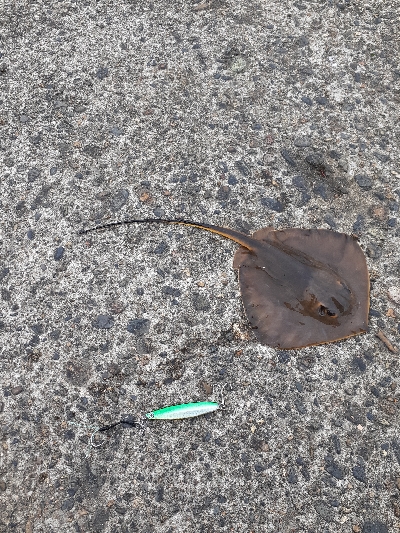 お昼の短時間釣行