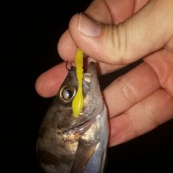 メバリングの数釣りを楽しむ