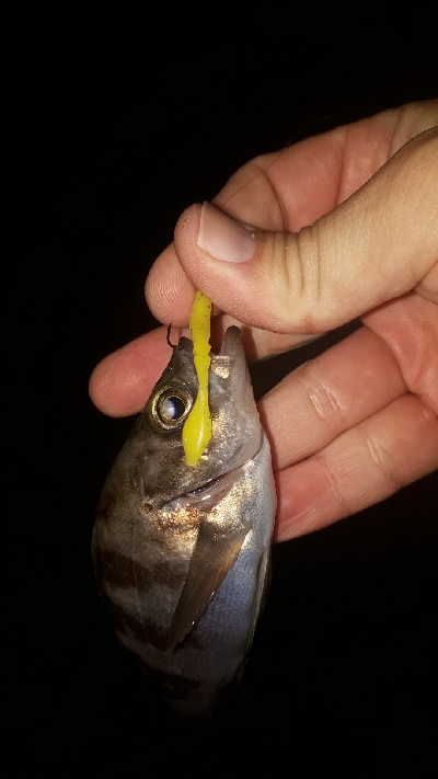 メバリングの数釣りを楽しむ