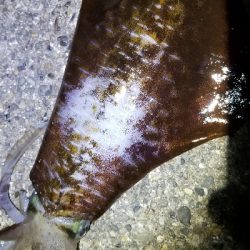 春風以外に3杯 御坊のポテンシャル