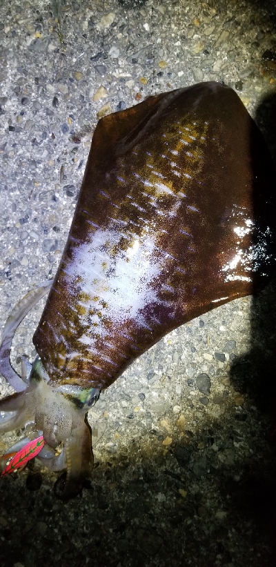 春風以外に3杯 御坊のポテンシャル