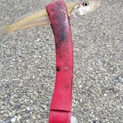 エギングからのキス釣り