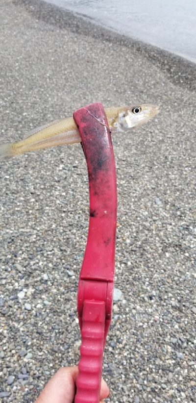 エギングからのキス釣り