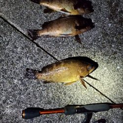 メバル大当たり