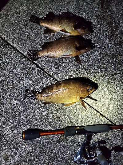 メバル大当たり