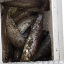 今年、初めての爆釣