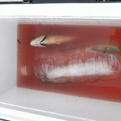 ショアジギング