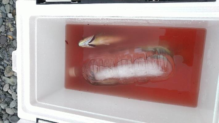 ショアジギング