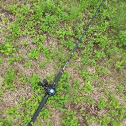 今年はタコがエエかも？