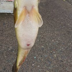 ペアリング打ち