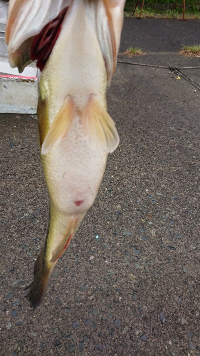 ペアリング打ち