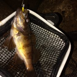 岸際メバリング