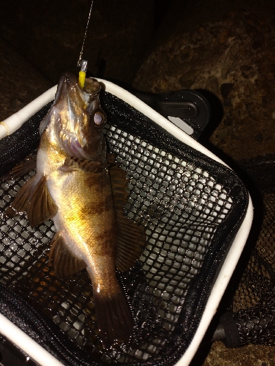 岸際メバリング