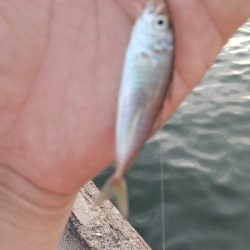 サビキリベンジ